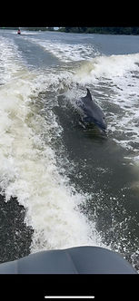 Dolphins